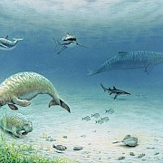 Lebensbild der Oberen Meeresmolasse bei Benken: Haie, Rochen, Knochenfische, ein Wal, ein Delfin, zwei Seekühe, Muscheln und Wasserpflanzen in seichtem Meer. (© Paläontologisches Museum, Universität Zürich, Zeichnung B. Scheffold)